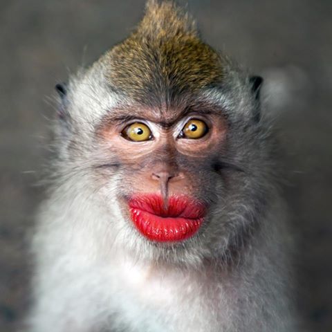 monkey-pout.jpg